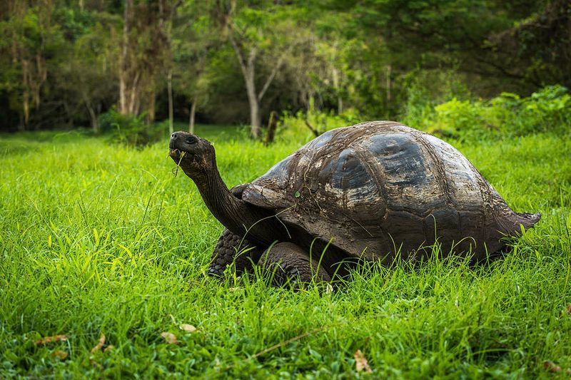 Giant Tortoise