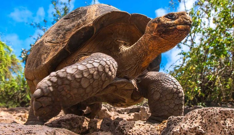 Galapagos Tortoise