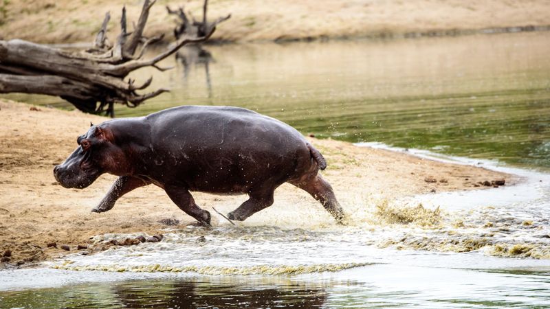 Hippo