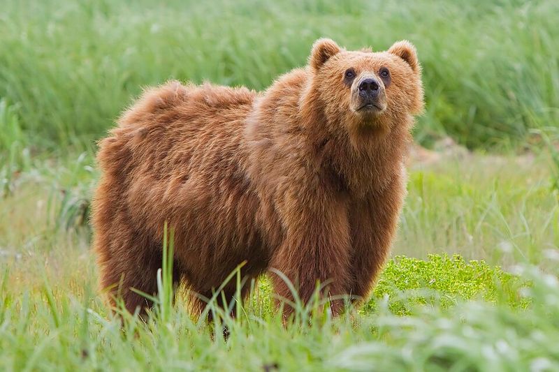 Himalayan Brown Bear
