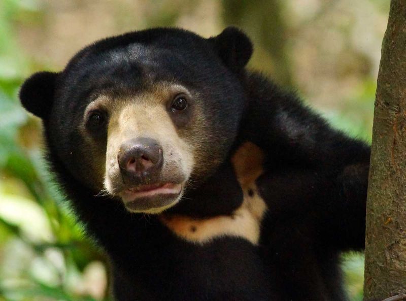 Malayan Sun Bear