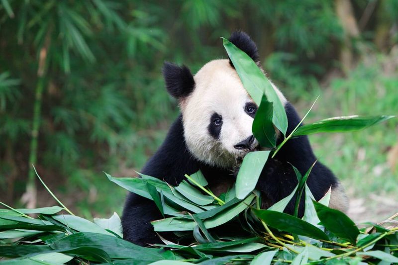 Giant Panda
