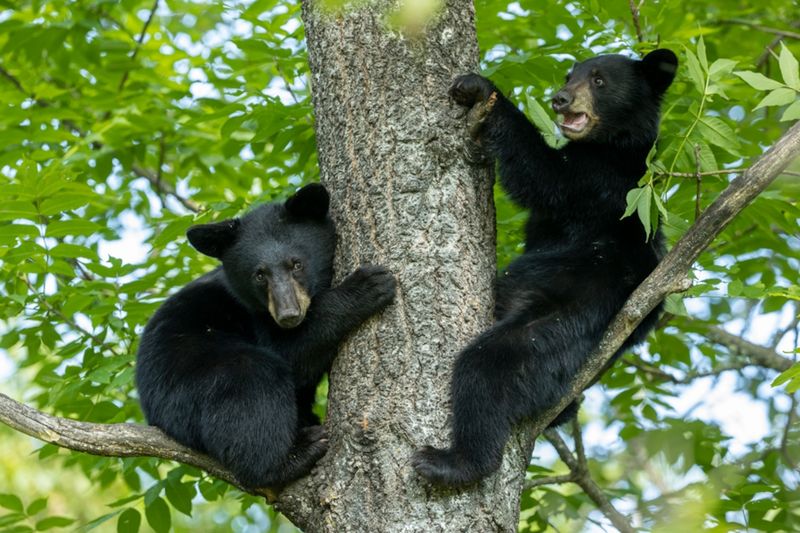 Black Bear Cubs