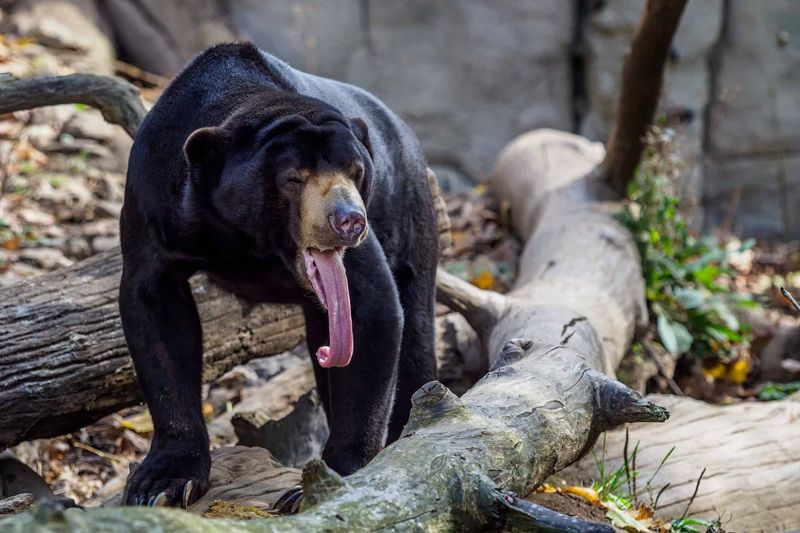 Sun Bear: Compact Powerhouse