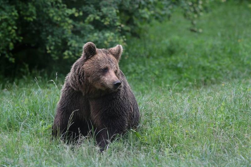 Burmese Brown Bear