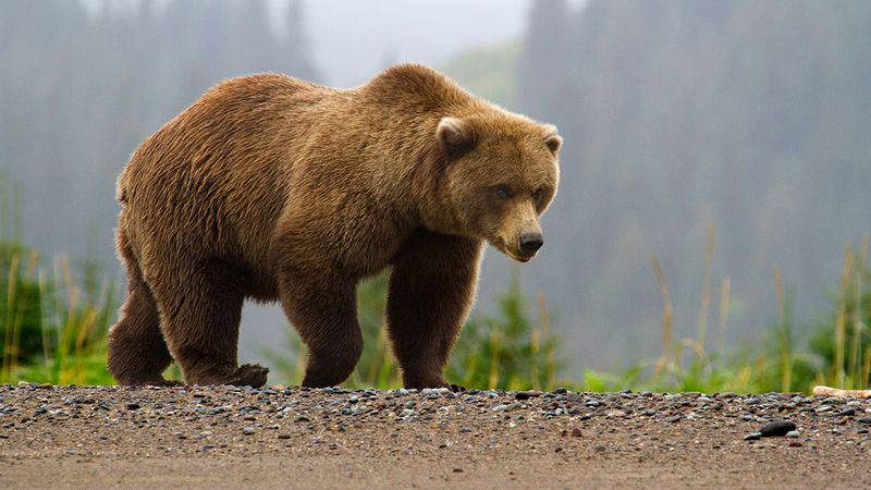 Brown Bear's Global Journey