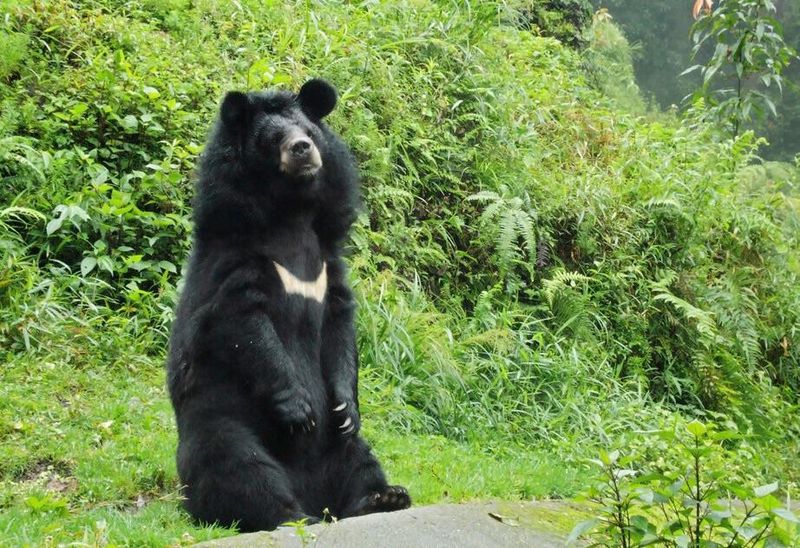 Himalayan Black Bears: Mountain Menaces