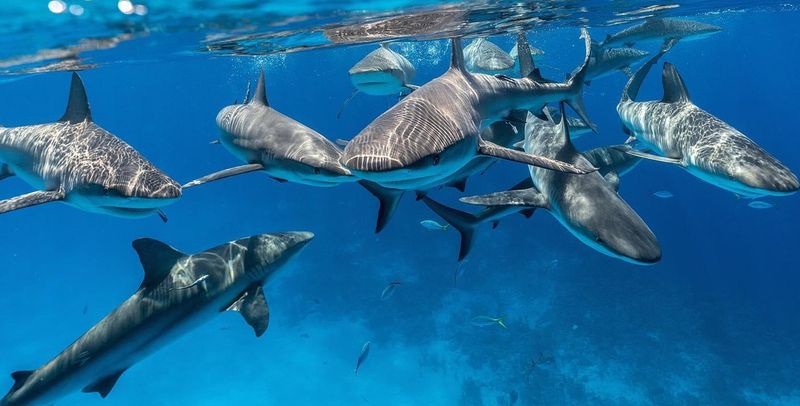 Sharks: From Bus-Length To Reef Predators