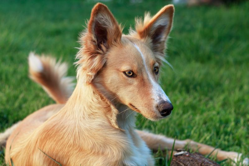 Portuguese Podengo
