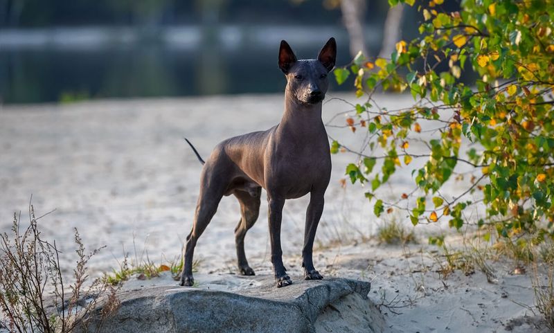 Xoloitzcuintli