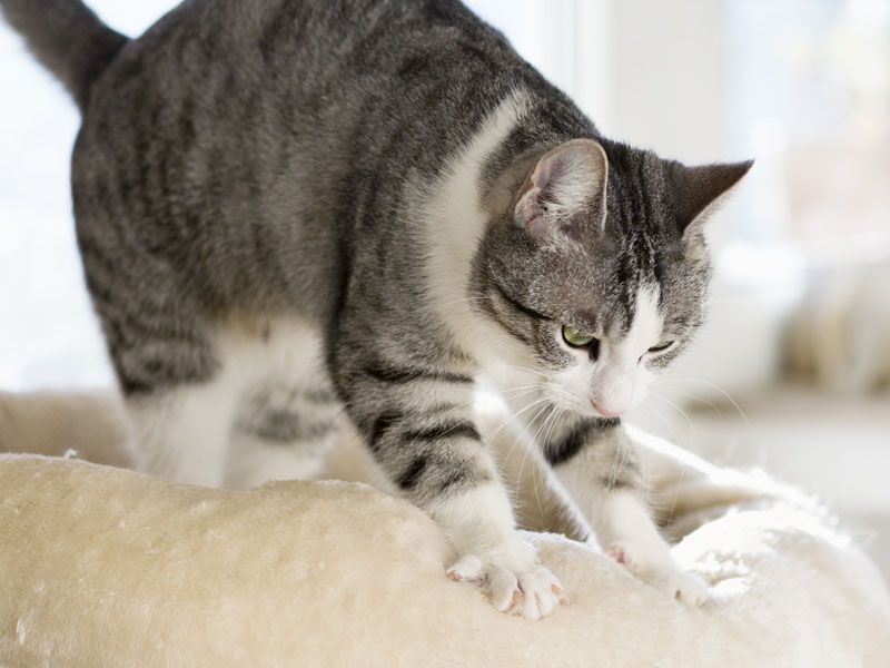 Kneading Ritual