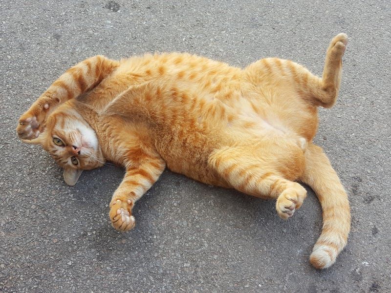 Belly Exposure Without Fear