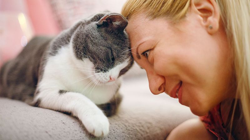 Headbutts And Face Rubbing