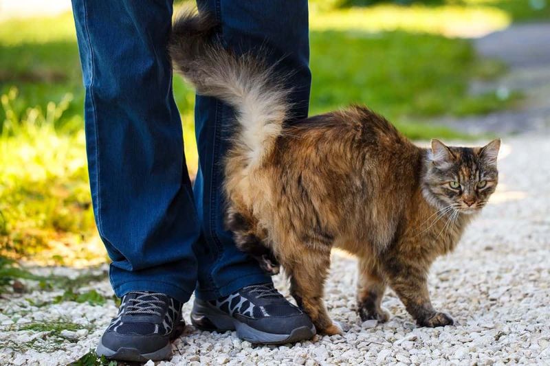 Tail Wrapped Around You