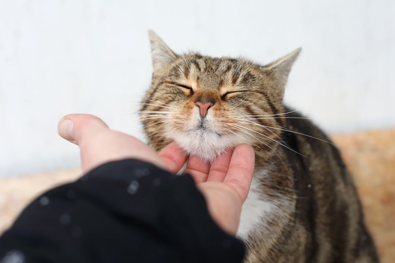 Purring Sounds