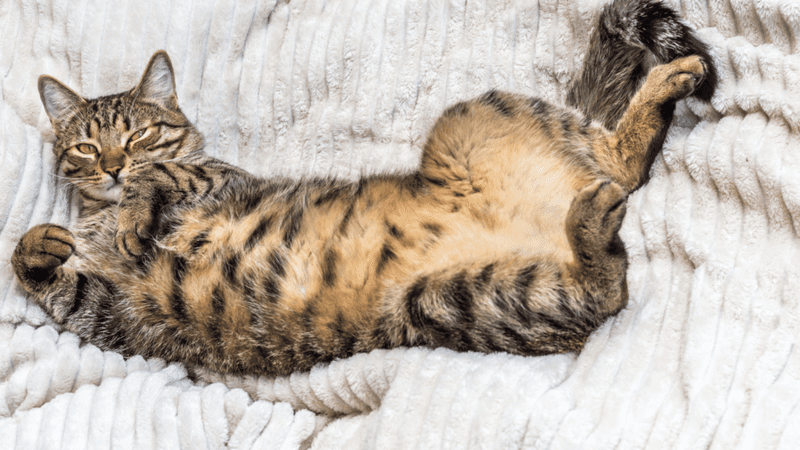Showing Their Belly