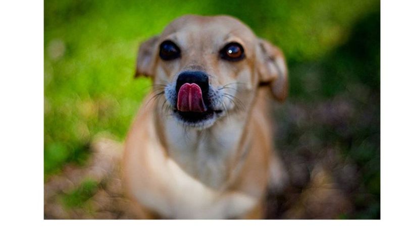 Sniffing The Ground