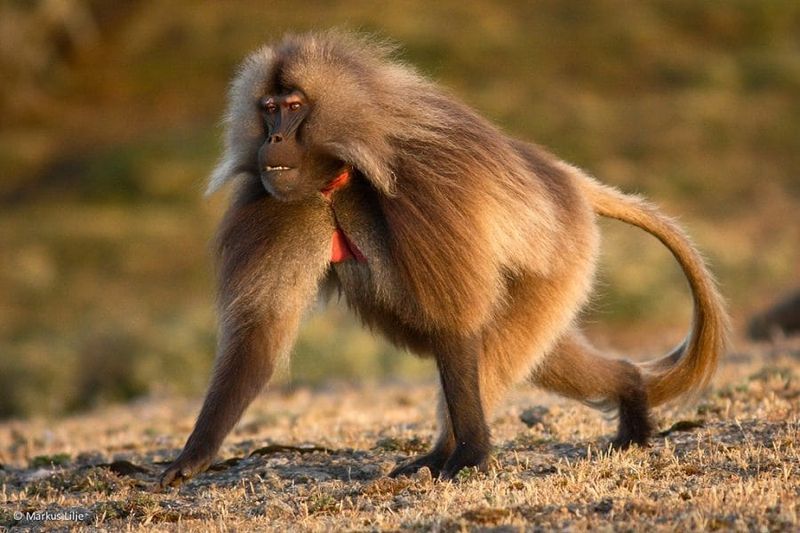 Gelada: The Bleeding Heart Baboon