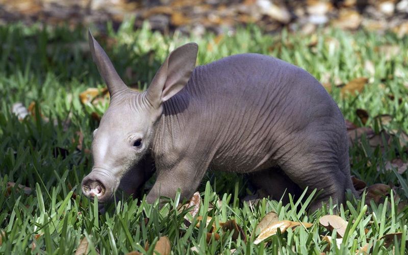 Aardvark: Termite-Hunting Specialist