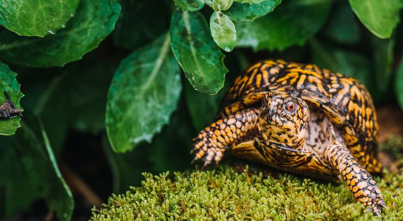 Shell-Shocked Snoozers: Box Turtles