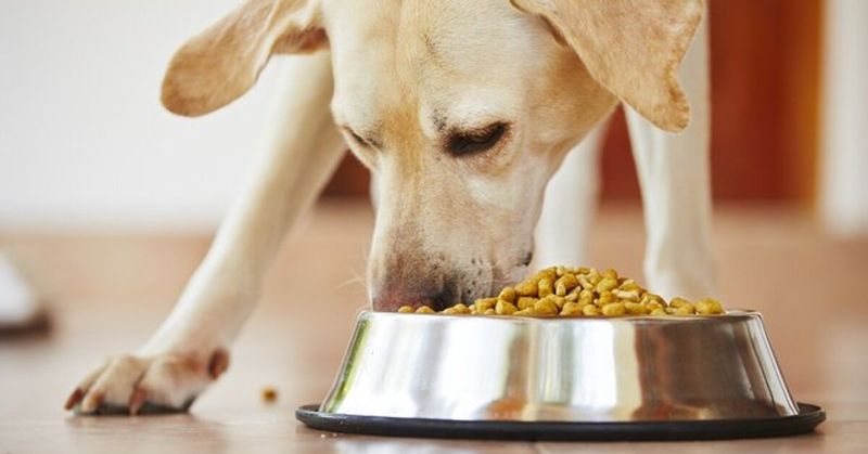 Food Bowl Grazing