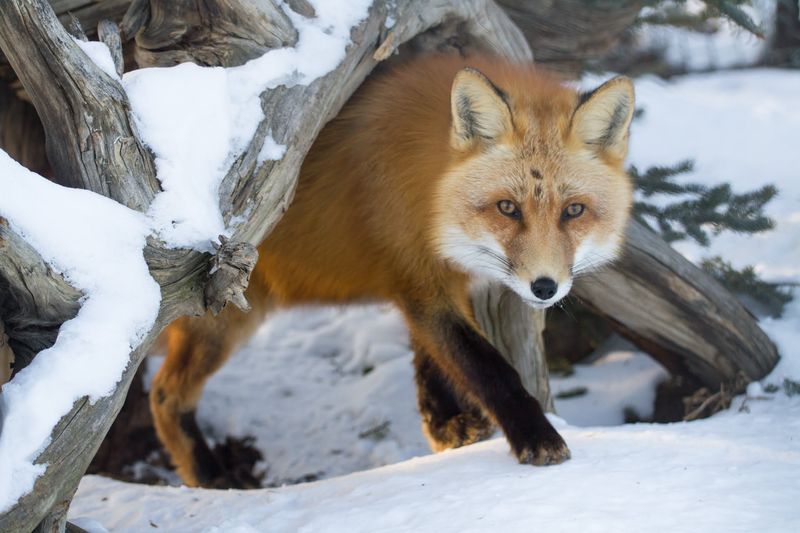 Foxes