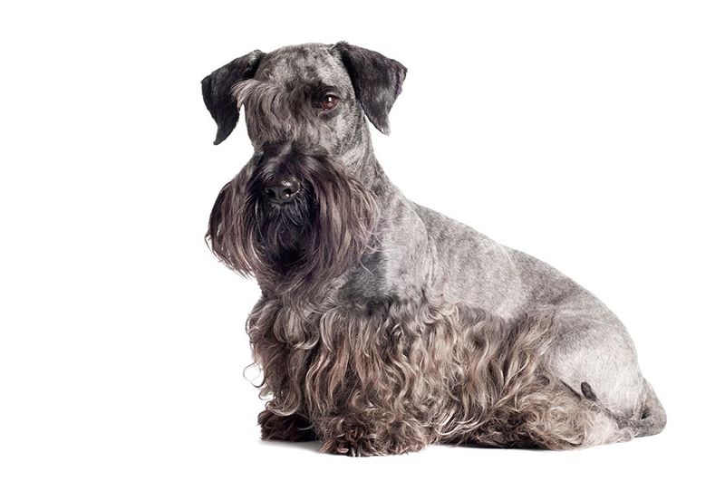 Grooming Glamour