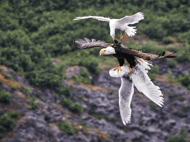 Birds - Feathered Targets