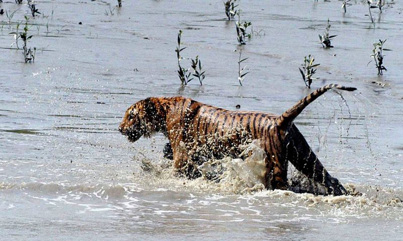 Man-Eaters Reputation