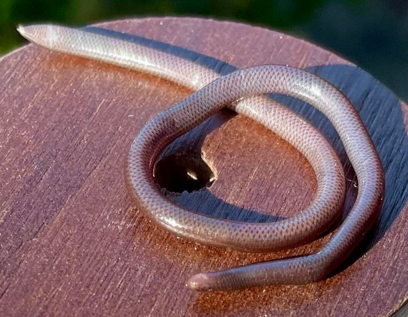 Smallest Snake: Brahminy Blind Snake