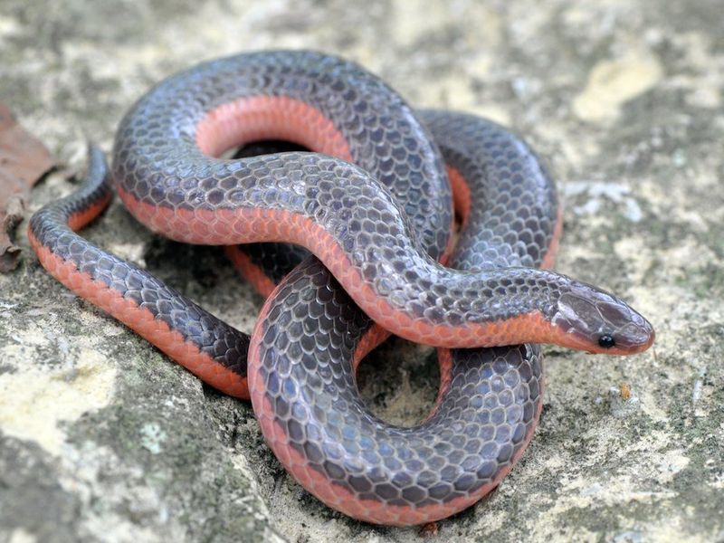 Smallest Snake: Western Worm Snake