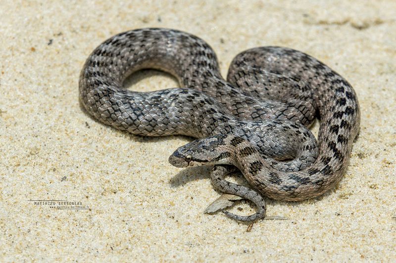 Smallest Snake: Southern Smooth Snake