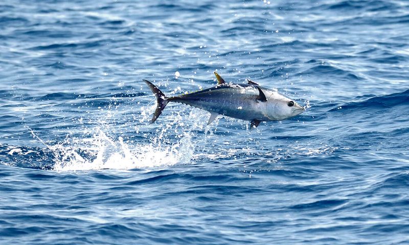 Tuna's Incredible Speed