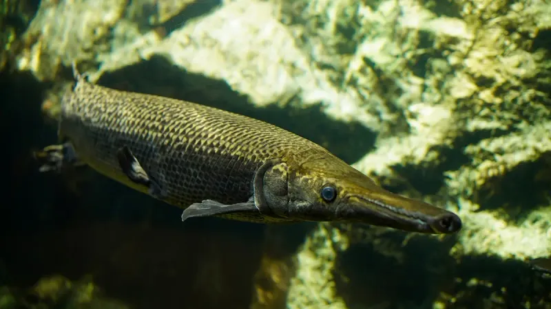 Alligator Gar: Ancient Predator Making A Comeback