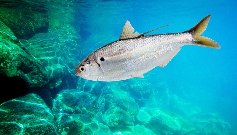 Threadfin Shad