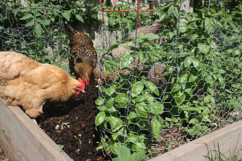 Destructive Garden Habits
