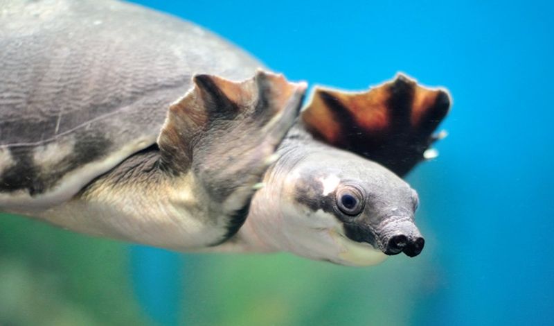 The Helicopter Parent: Pig-Nosed Turtle