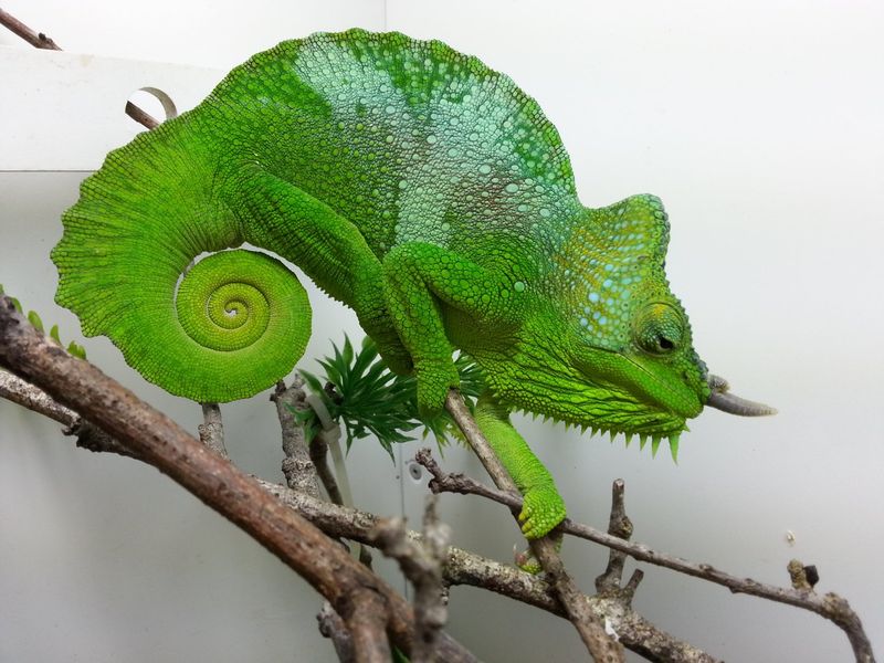 Four-Horned Chameleon