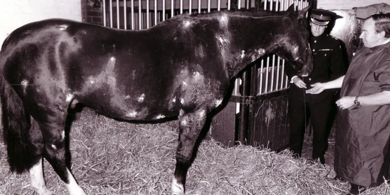 Sefton: The Household Cavalry Horse Who Survived An IRA Bombing