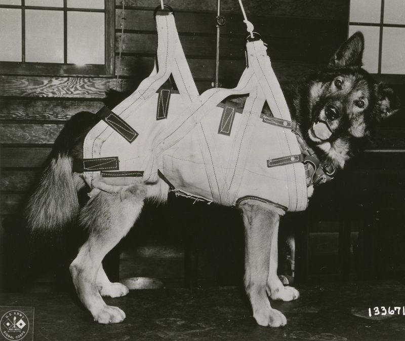 Caesar: The Parachuting Messenger Dog