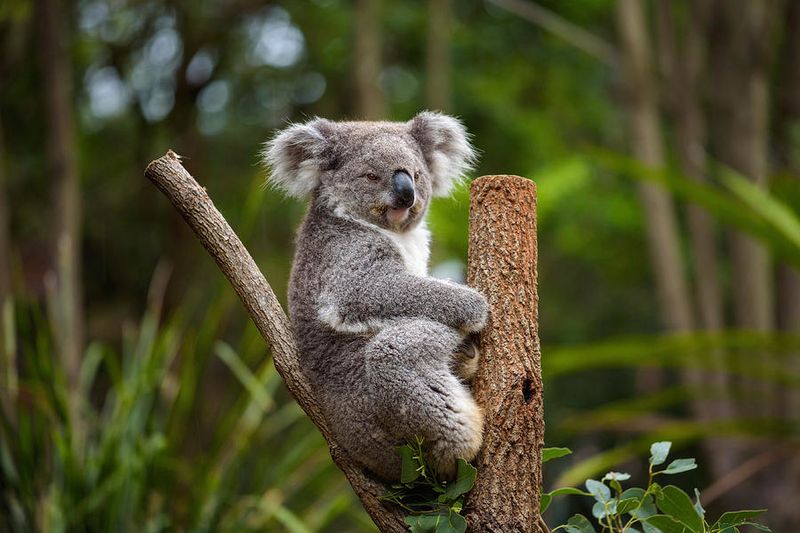 Koala