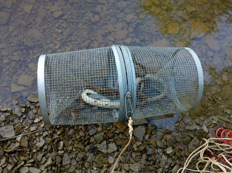 Minnow Trap Adaptation