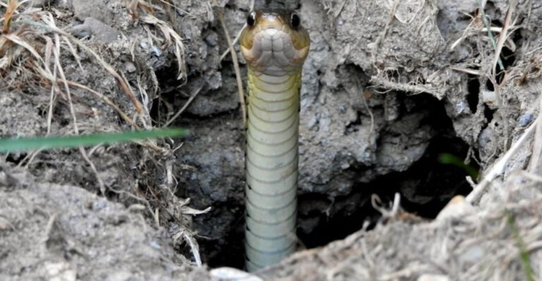 Snake Holes In Your Backyard? Here’s What To Do About It