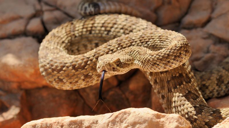 What To Do If You See A Snake