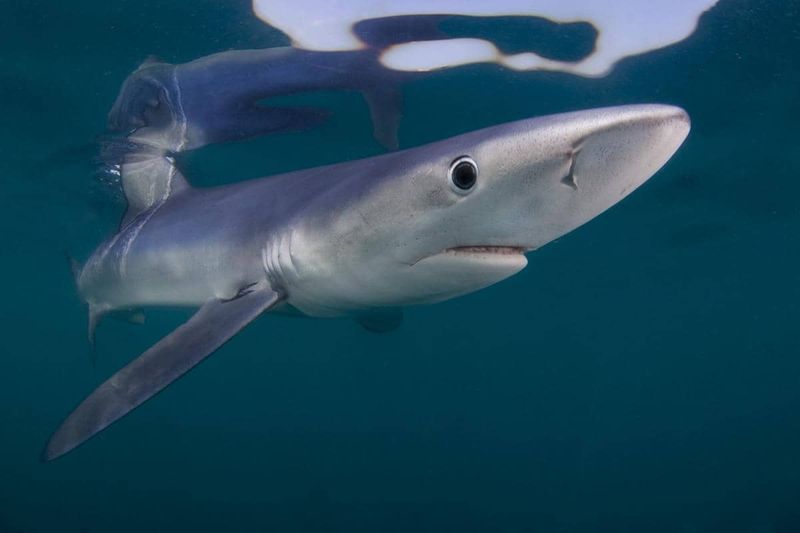 Yukon River: Alaska's Arctic Shark Barrier