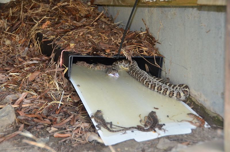 Attractant Bucket Trap