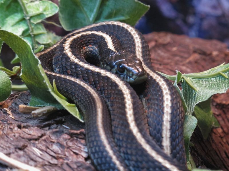 Snakes Play A Vital Role In The Ecosystem