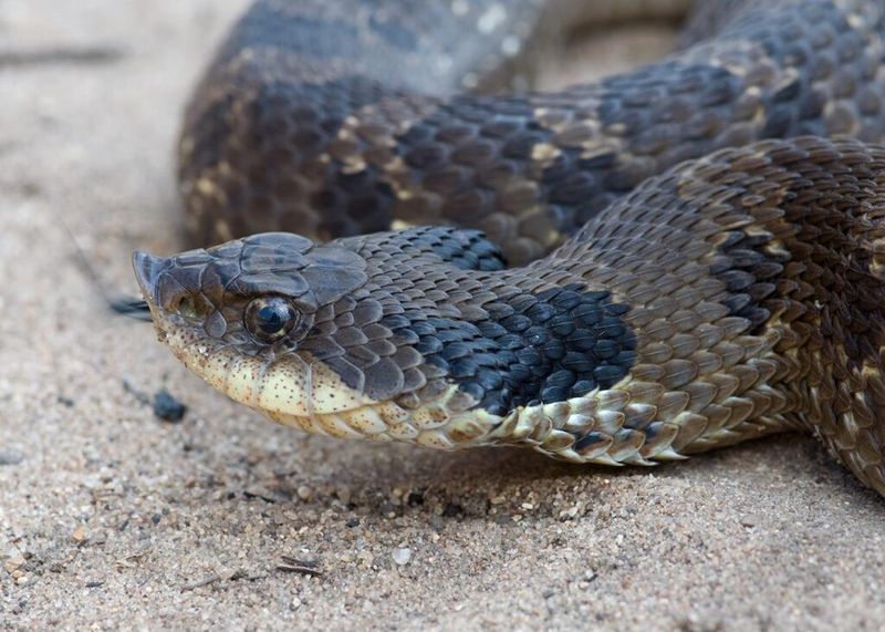 Snake Bags With Handling Tubes