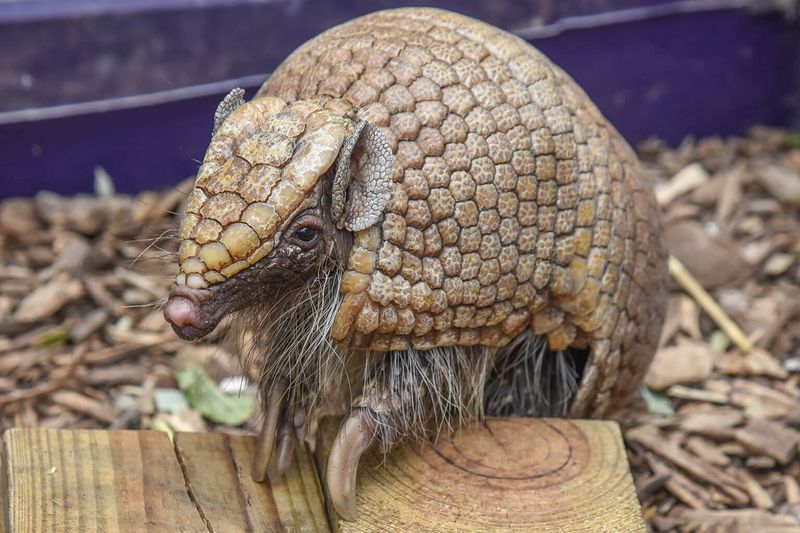 Armadillos: From Tank-Sized To Garden Diggers