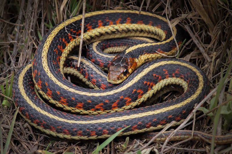 Where To Spot Snakes In Yellowstone